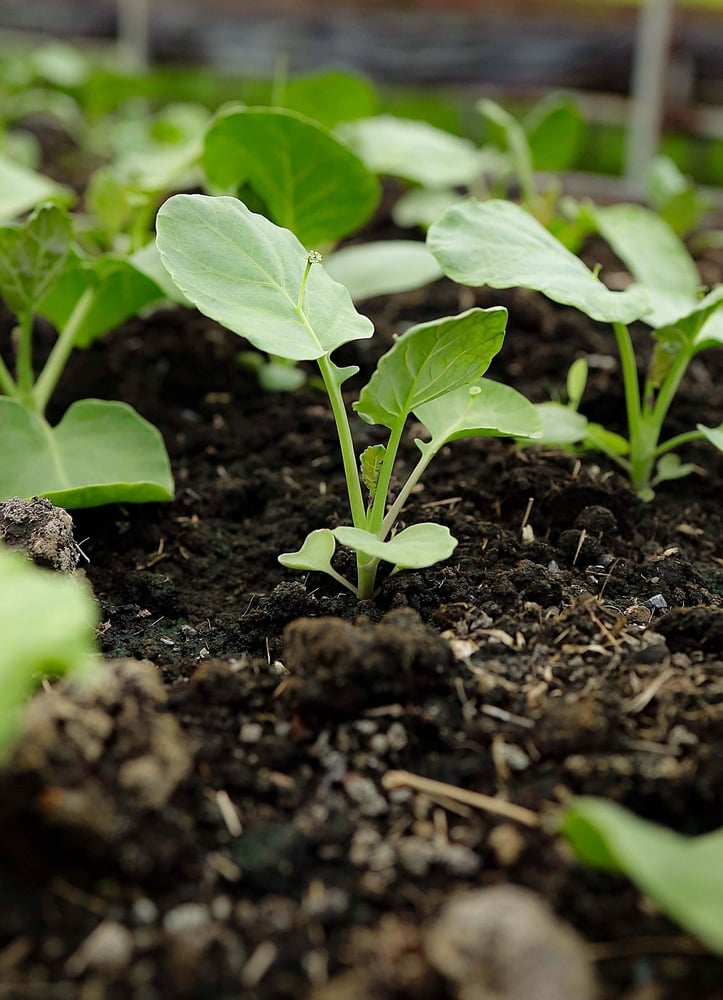 Growing green leafy vegetables in compost in containers