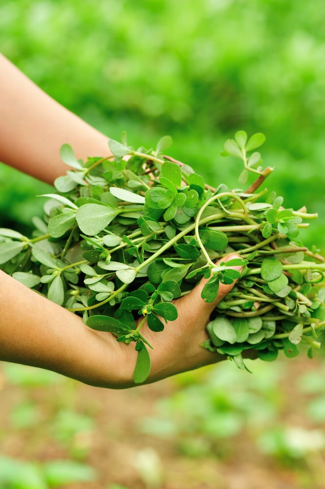 Hands holding freshly harvested purslane stems and leaves