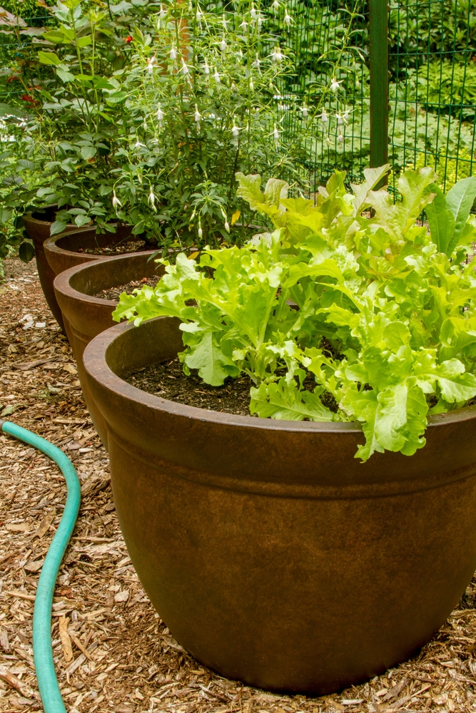 Looseleaf lettuce growing in a container.