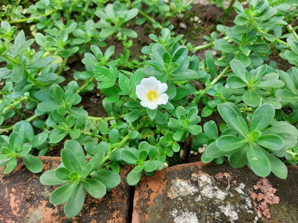 Portulaca oleracea (common purslane, also known as little hogweed, or pursley)