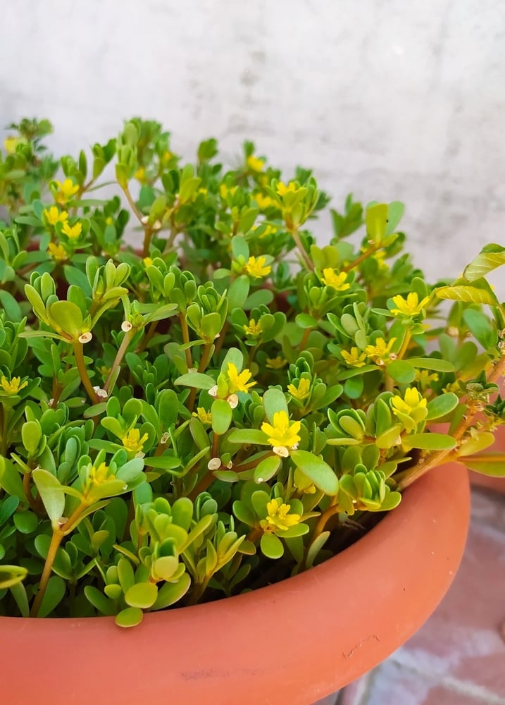 Purslane, Portulaca oleracea plant in bloom in a pot. Purslane wild plant with green leaves and yellow flowers growing on the terrace of the house, outdoors.