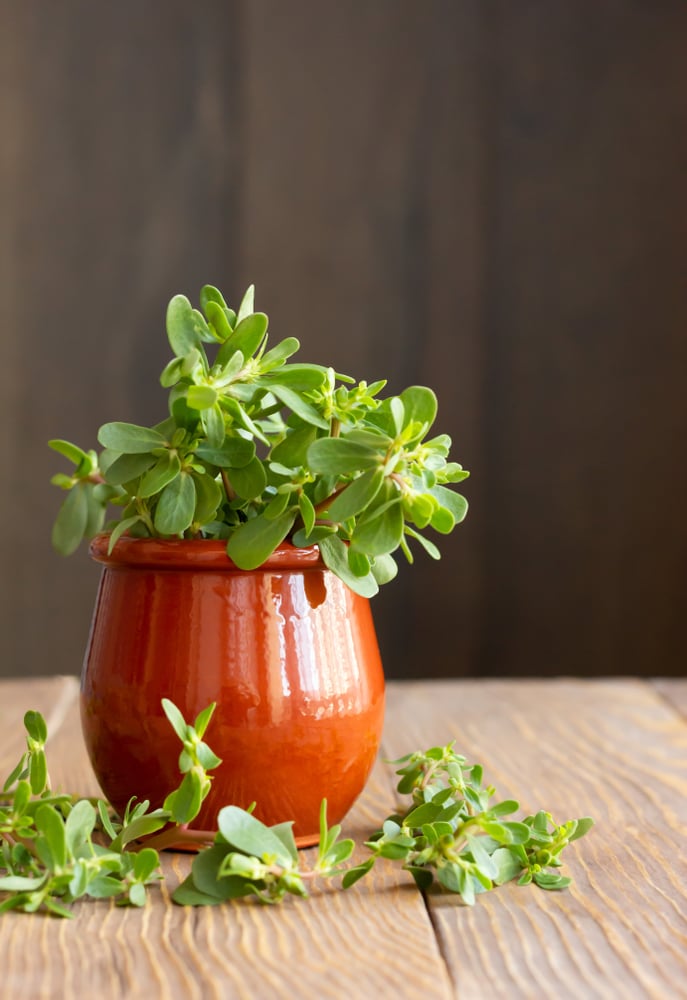 Purslane or common purslane in clay pot 