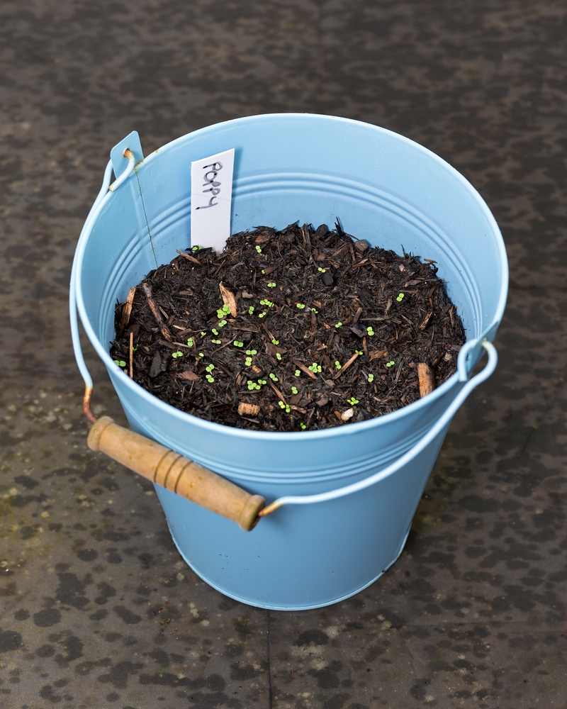 Tiny poppy seedlings emerge from compost in a blue bucket planter,