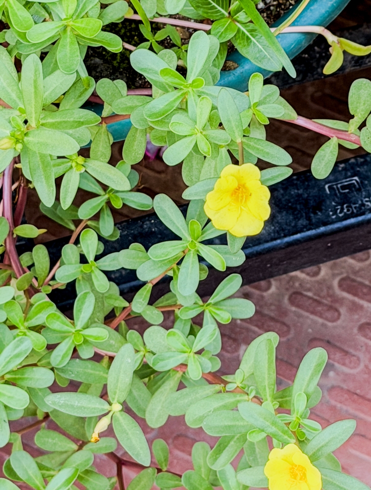 Yellow-flowered portulaca oleracea (Portulaca oleracea) closeup showing bright petals and succulent leaves